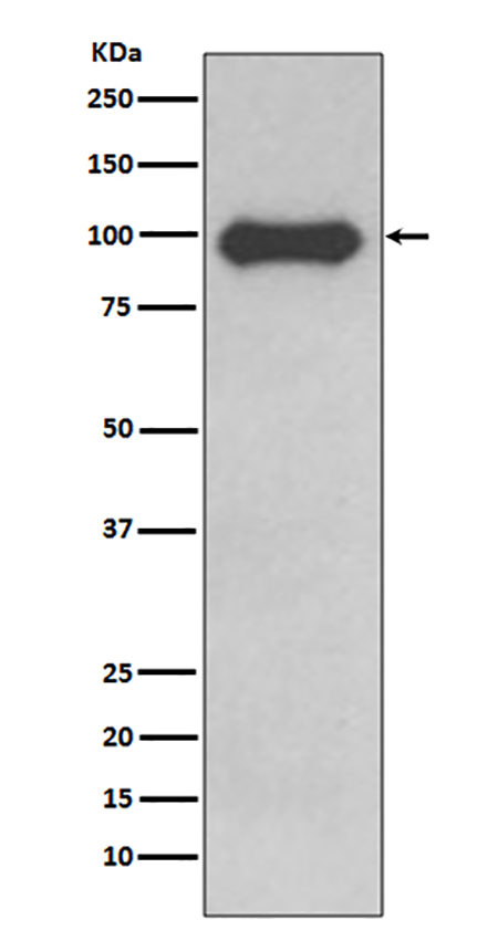 CD19 (16P1) Rabbit Monoclonal Antibody | 兔单抗 | EnkiLife恩玑生命