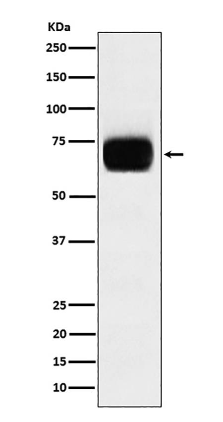 CD33 (18N8) Rabbit Monoclonal Antibody | 兔单抗 | EnkiLife恩玑生命
