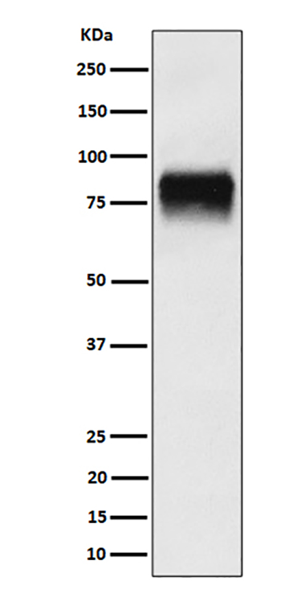 CD44 (19J7) Rabbit Monoclonal Antibody | 兔单抗 | EnkiLife恩玑生命
