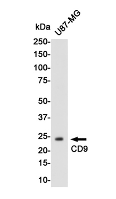 CD9 (17X5) Rabbit Monoclonal Antibody | 兔单抗 | EnkiLife恩玑生命