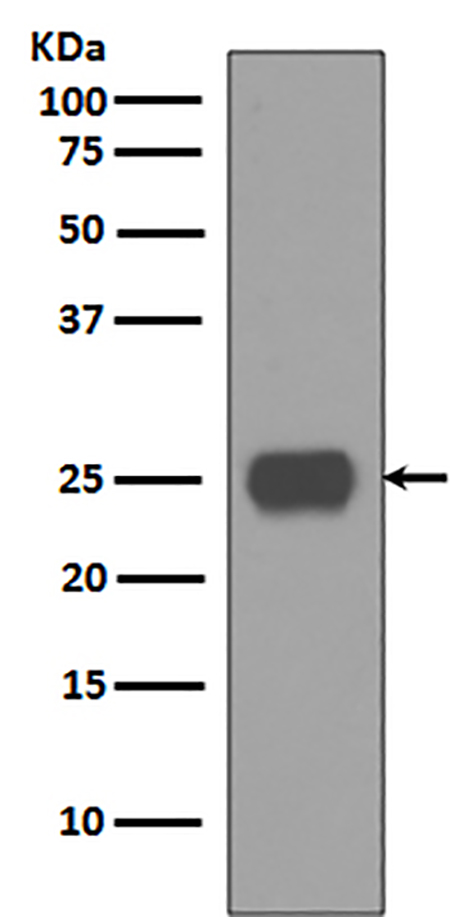 CD90 / Thy1 (2D12) Rabbit Monoclonal Antibody | 兔单抗 | EnkiLife恩玑生命