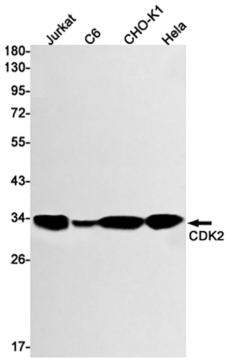 CDK2 (11O4) Rabbit Monoclonal Antibody | 兔单抗 | EnkiLife恩玑生命
