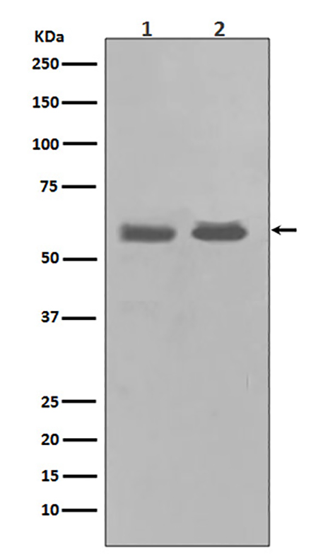 Chk1 (10U9) Rabbit Monoclonal Antibody | 兔单抗 | EnkiLife恩玑生命