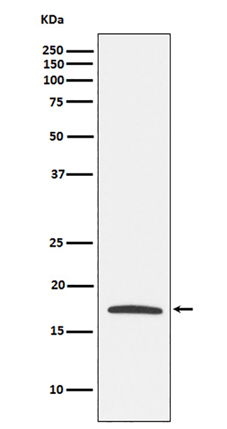 Claudin 4  (6G15) Rabbit Monoclonal Antibody | 兔单抗 | EnkiLife恩玑生命