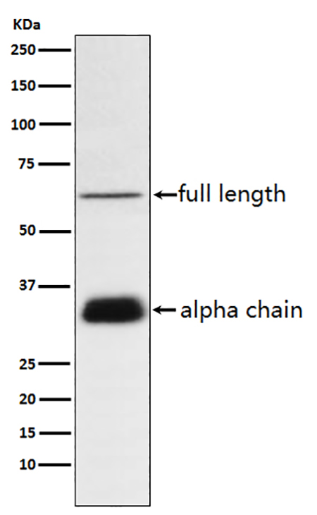 Clusterin (16Y5) Rabbit Monoclonal Antibody | 兔单抗 | EnkiLife恩玑生命