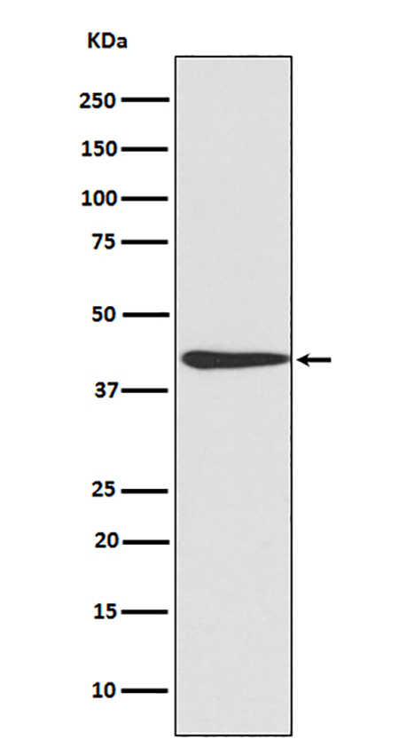 CREB (8X7) Rabbit Monoclonal Antibody | 兔单抗 | EnkiLife恩玑生命