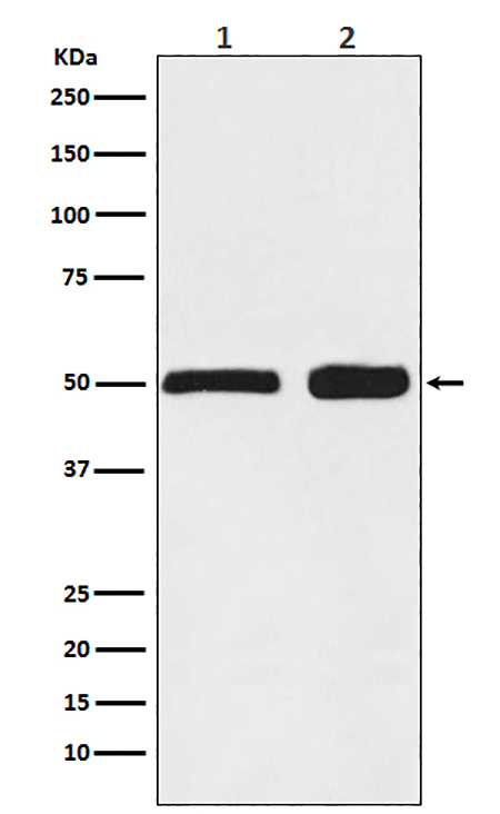 Ephrin B2  (5U5) Rabbit Monoclonal Antibody | 兔单抗 | EnkiLife恩玑生命