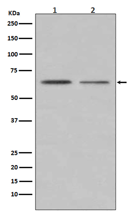 ER alpha (12J19) Rabbit Monoclonal Antibody | 兔单抗 | EnkiLife恩玑生命