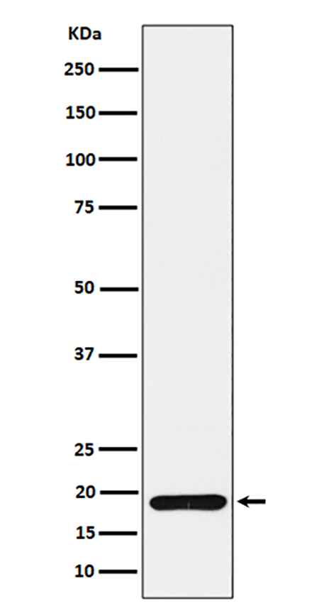 ERp19 (19K3) Rabbit Monoclonal Antibody | 兔单抗 | EnkiLife恩玑生命