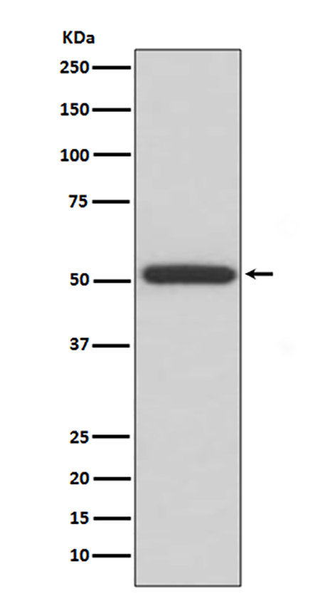 ERp57 (7K11) Rabbit Monoclonal Antibody | 兔单抗 | EnkiLife恩玑生命