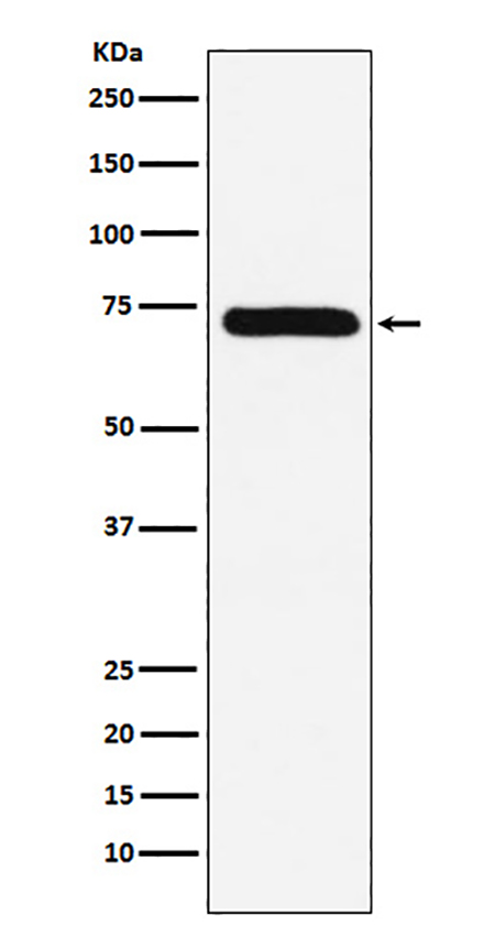 Factor X  (14U4) Rabbit Monoclonal Antibody | 兔单抗 | EnkiLife恩玑生命