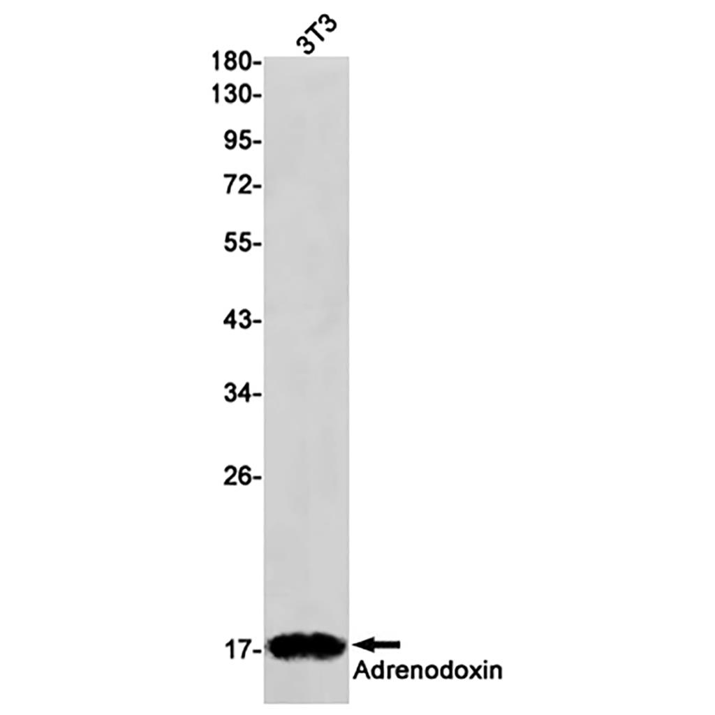 FDX1 / ADX (18G16) Rabbit Monoclonal Antibody | 兔单抗 | EnkiLife恩玑生命