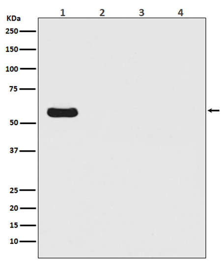 Firefly Luciferase (13Z19) Rabbit Monoclonal Antibody | 兔单抗 | EnkiLife恩玑生命