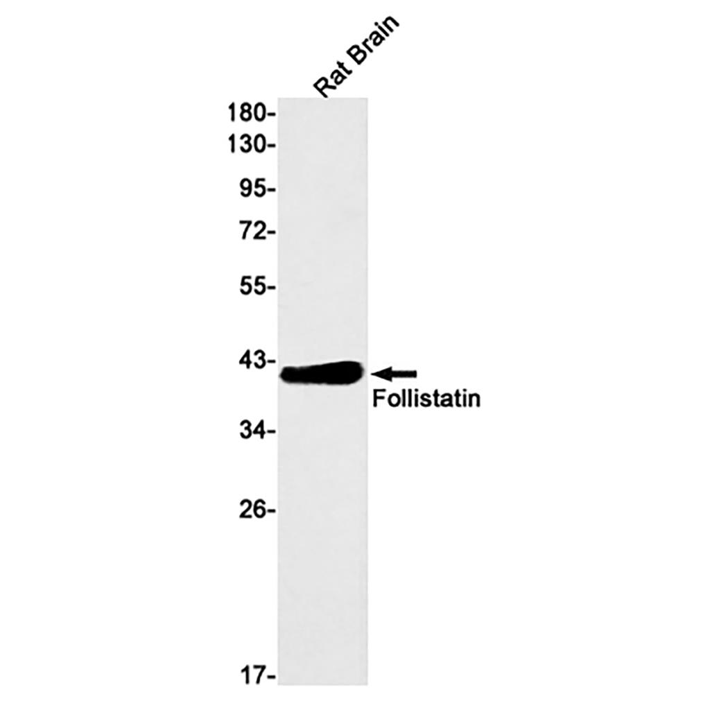 Follistatin (5U17) Rabbit Monoclonal Antibody | 兔单抗 | EnkiLife恩玑生命