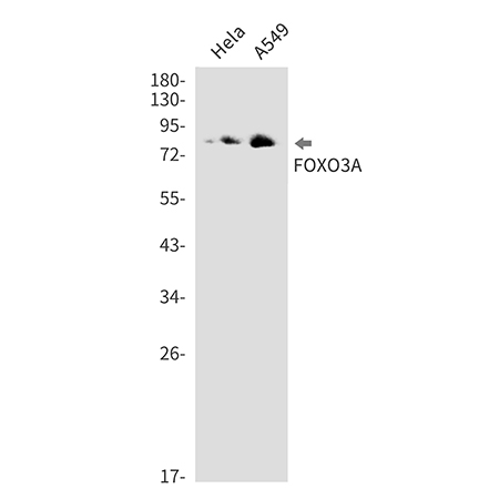 FOXO3 (14Y16) Rabbit Monoclonal Antibody | 兔单抗 | EnkiLife恩玑生命
