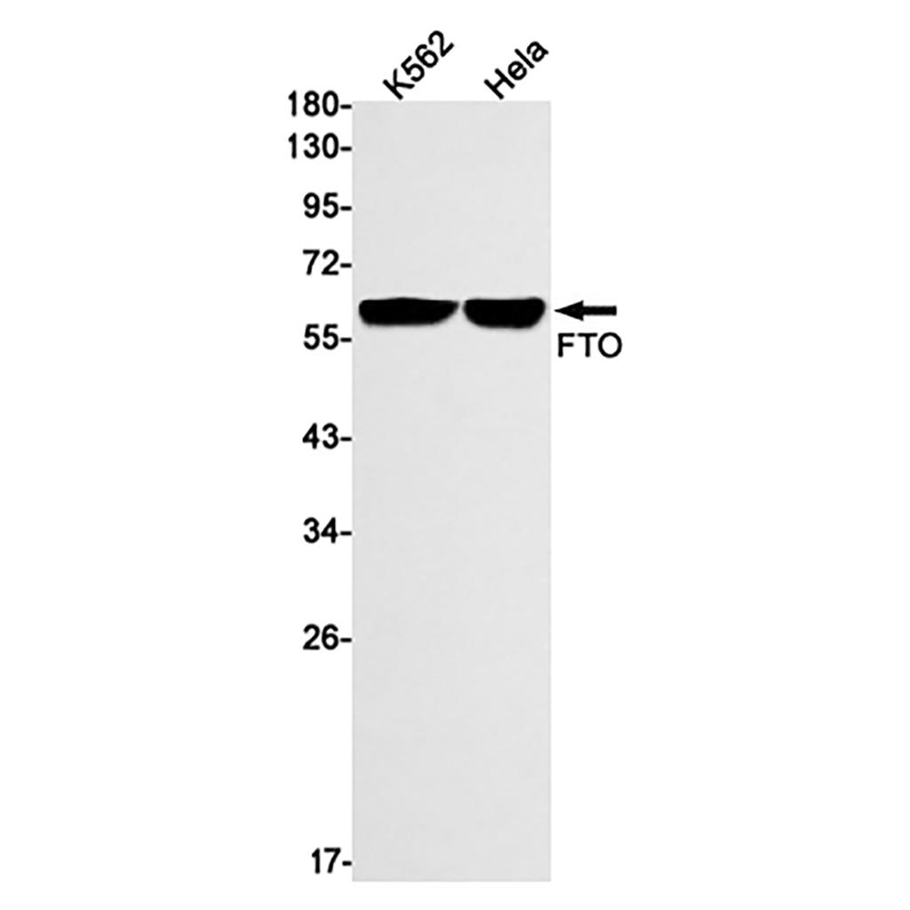 FTO (19W13) Rabbit Monoclonal Antibody | 兔单抗 | EnkiLife恩玑生命