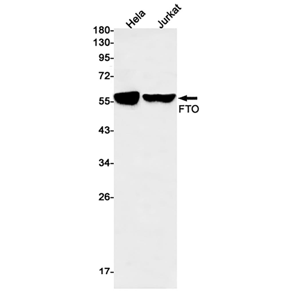 FTO (1H6) Rabbit Monoclonal Antibody | 兔单抗 | EnkiLife恩玑生命