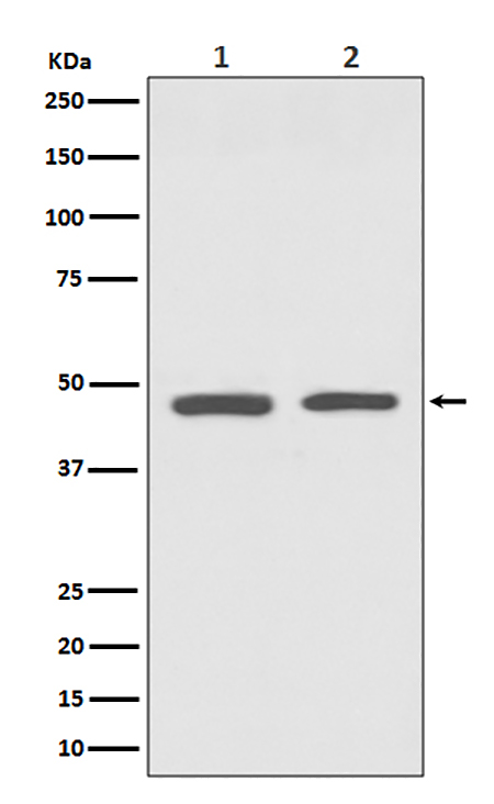 GATA3 (15B7) Rabbit Monoclonal Antibody | 兔单抗 | EnkiLife恩玑生命