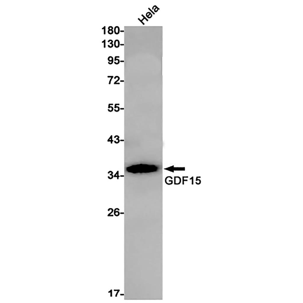GDF15 (6F3) Rabbit Monoclonal Antibody | 兔单抗 | EnkiLife恩玑生命