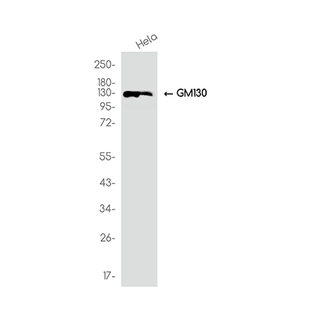 GM130 (6E7) Rabbit Monoclonal Antibody | 兔单抗 | EnkiLife恩玑生命