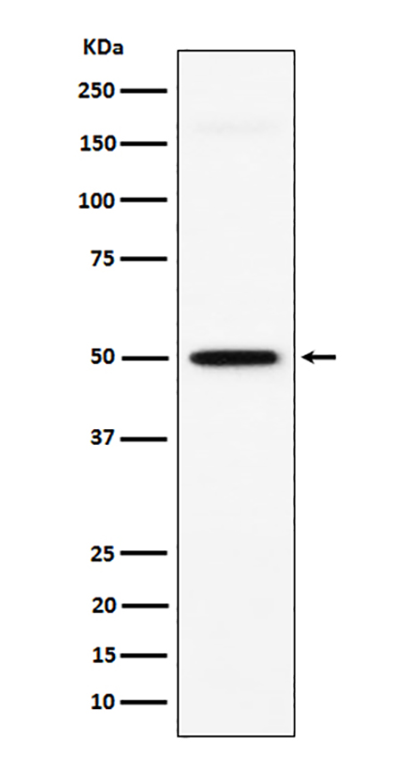 GPA33 (3I9) Rabbit Monoclonal Antibody | 兔单抗 | EnkiLife恩玑生命