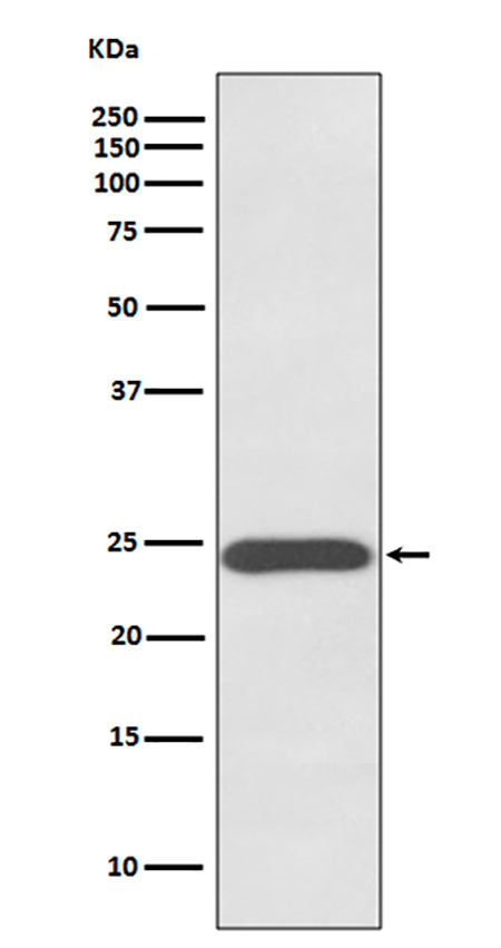 Growth Hormone (12Z11) Rabbit Monoclonal Antibody | 兔单抗 | EnkiLife恩玑生命