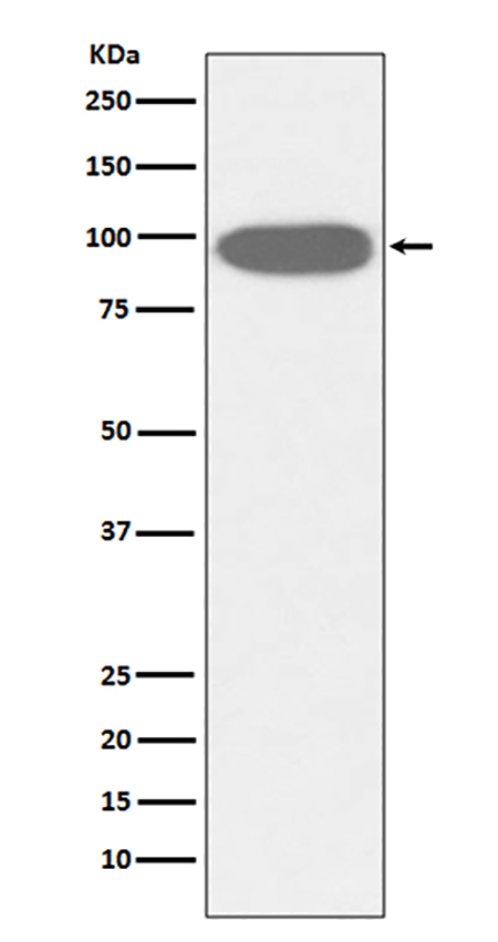 GRP94 (2K1) Rabbit Monoclonal Antibody | 兔单抗 | EnkiLife恩玑生命
