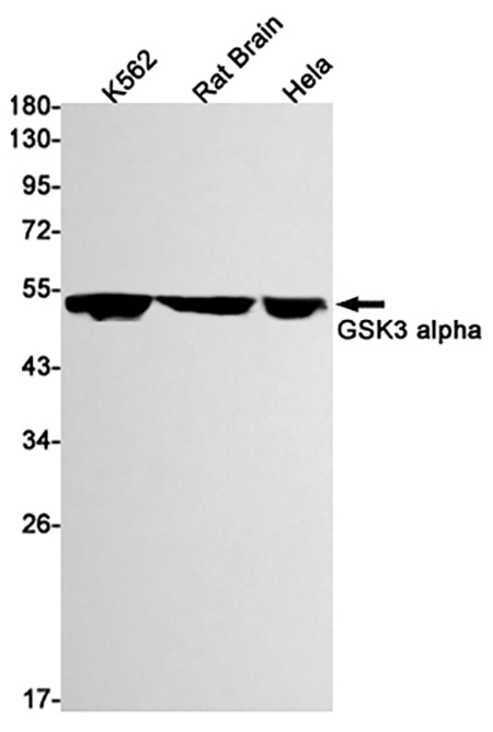 GSK3 alpha (2M16) Rabbit Monoclonal Antibody | 兔单抗 | EnkiLife恩玑生命