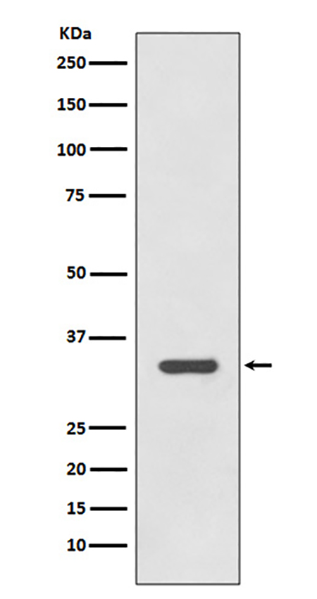 HLA-DRA (4K6) Rabbit Monoclonal Antibody | 兔单抗 | EnkiLife恩玑生命
