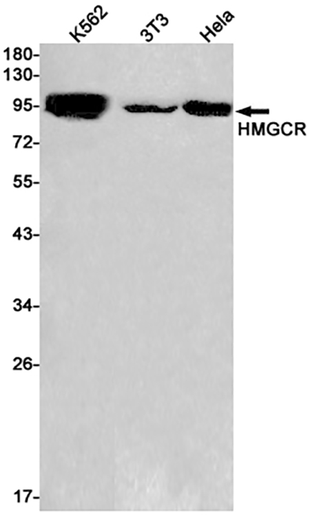 HMGCR (10J19) Rabbit Monoclonal Antibody | 兔单抗 | EnkiLife恩玑生命