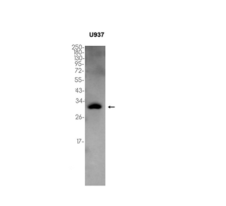 HOXA9 (4Y9) Rabbit Monoclonal Antibody | 兔单抗 | EnkiLife恩玑生命