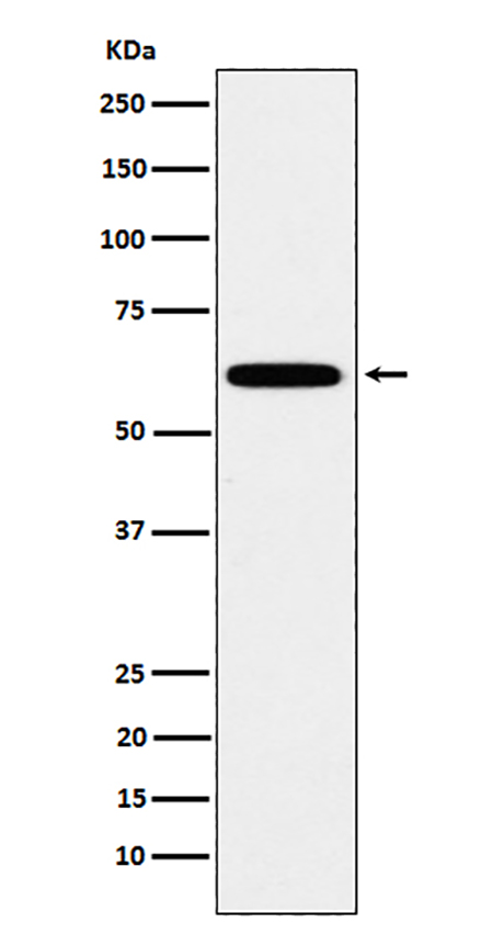 HSF2 (1X11) Rabbit Monoclonal Antibody | 兔单抗 | EnkiLife恩玑生命