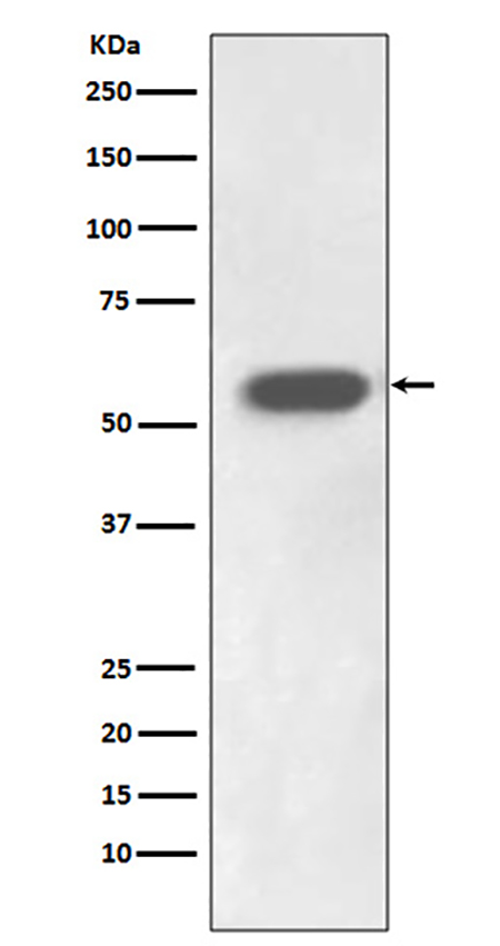 IRF7 (1D12) Rabbit Monoclonal Antibody | 兔单抗 | EnkiLife恩玑生命