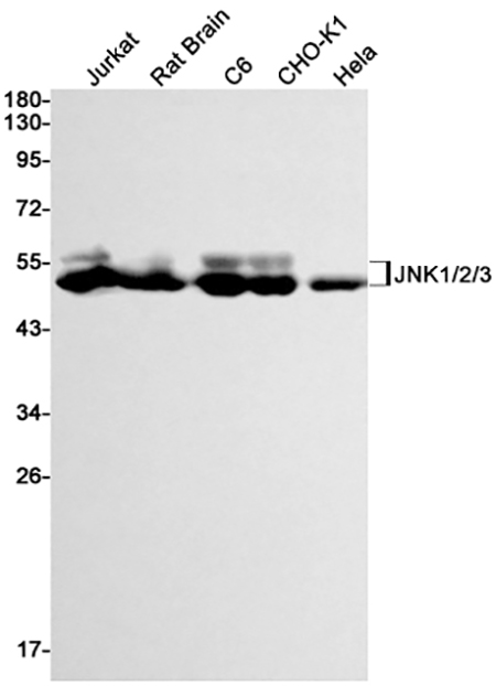 JNK (19C18) Rabbit Monoclonal Antibody | 兔单抗 | EnkiLife恩玑生命
