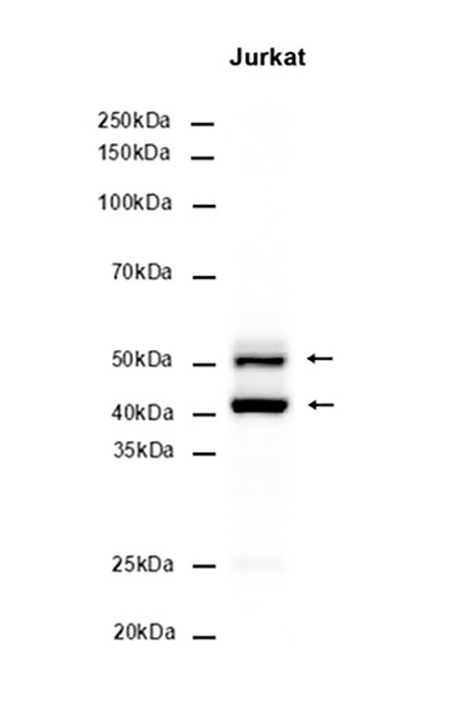 JNK (19C18) Rabbit Monoclonal Antibody | 兔单抗 | EnkiLife恩玑生命