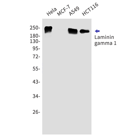 Laminin gamma 1 (9A17) Rabbit Monoclonal Antibody | 兔单抗 | EnkiLife恩玑生命