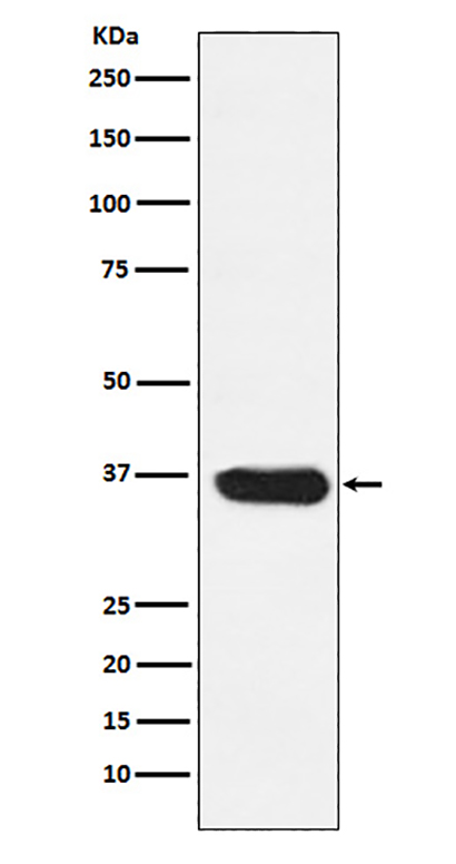LDHA (4H19) Rabbit Monoclonal Antibody | 兔单抗 | EnkiLife恩玑生命