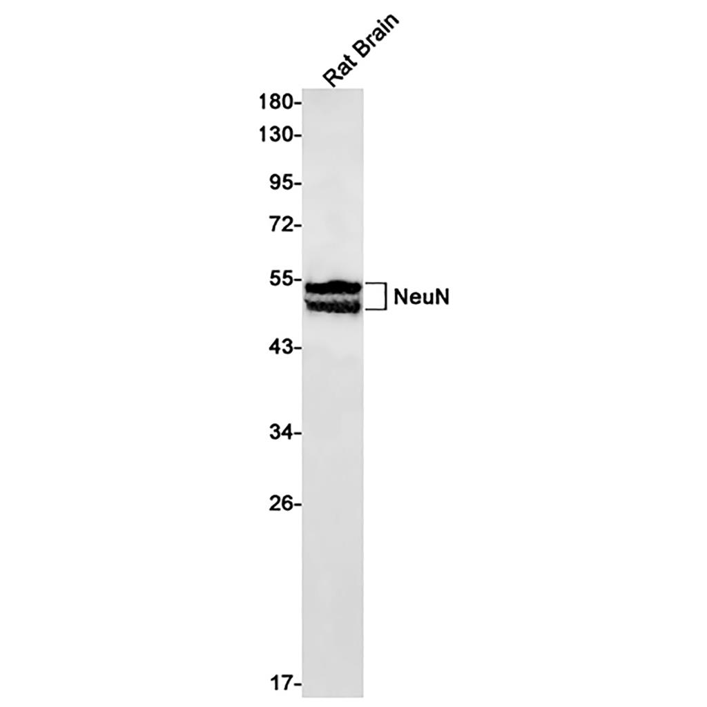 NeuN (11E16) Rabbit Monoclonal Antibody | 兔单抗 | EnkiLife恩玑生命