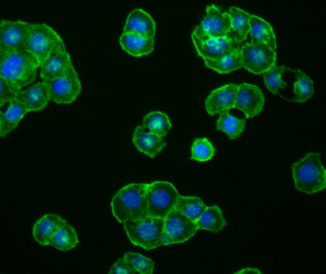 小鼠成纤维细胞L-929
