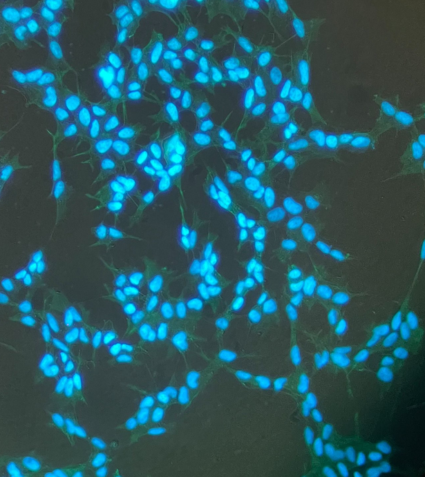 兔骨骼肌成肌细胞