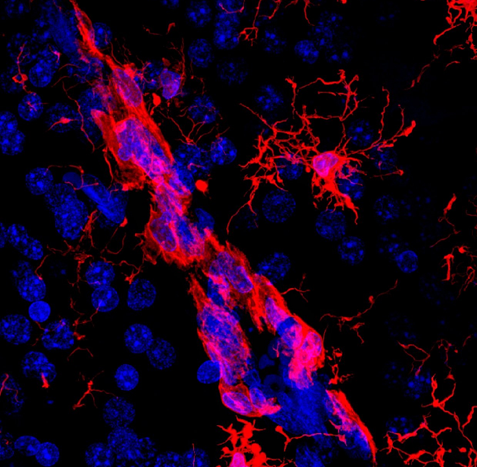 兔骨髓来源内皮祖细胞