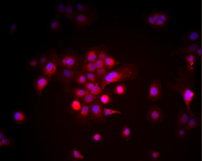 兔外周血巨噬细胞