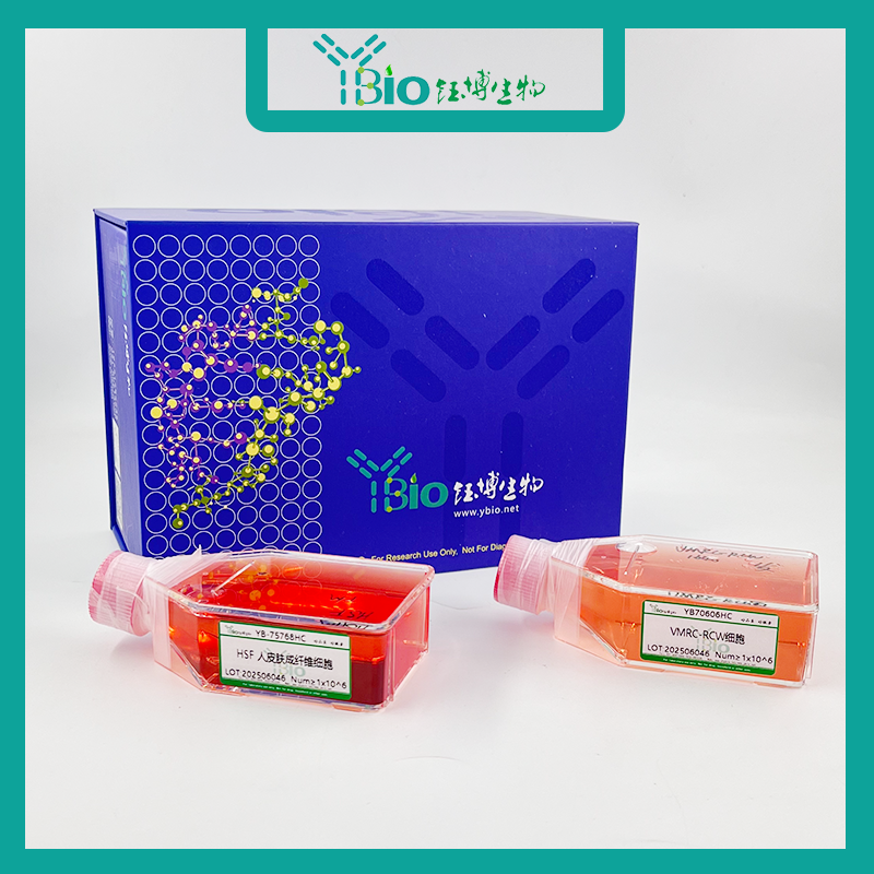 AV3（人宫颈癌细胞）YB-71840HC