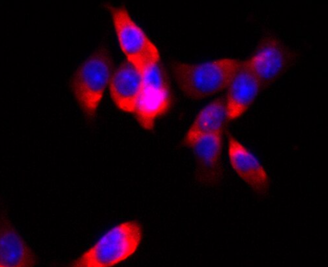 小鼠甲状旁腺细胞