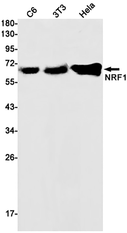 NRF1 (8F9) Rabbit Monoclonal Antibody | 兔单抗 | EnkiLife恩玑生命