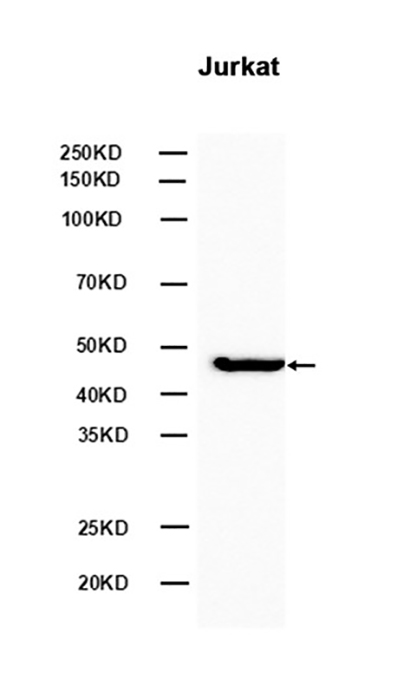 NSE (9L10) Rabbit Monoclonal Antibody | 兔单抗 | EnkiLife恩玑生命
