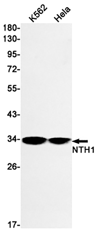 NTH1 (12T15) Rabbit Monoclonal Antibody | 兔单抗 | EnkiLife恩玑生命