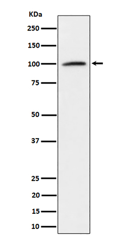 Nucleolin (7Z11) Rabbit Monoclonal Antibody | 兔单抗 | EnkiLife恩玑生命