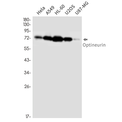 Optineurin (3D13) Rabbit Monoclonal Antibody | 兔单抗 | EnkiLife恩玑生命