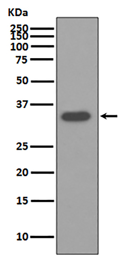 Osteopontin (10W13) Rabbit Monoclonal Antibody | 兔单抗 | EnkiLife恩玑生命